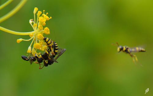 Cerceris sp.