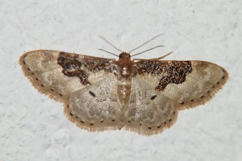 Réf. 168 251 : Idaea mustelata