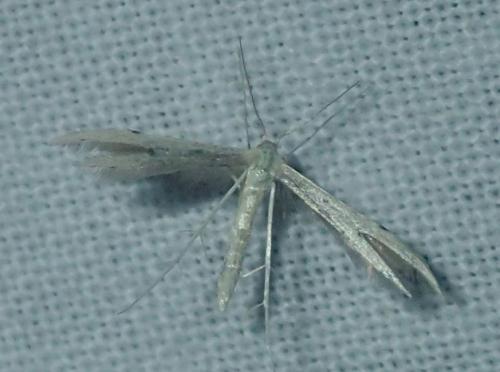 Adaina microdactyla