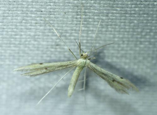 Adaina microdactyla