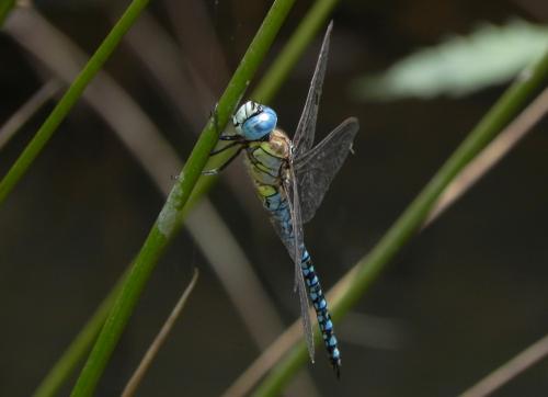 Aeshna affinis