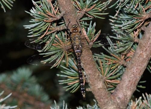 Aeshna mixta