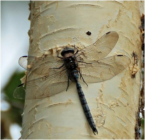 Réf. 168 749 : Aeshna caerulea