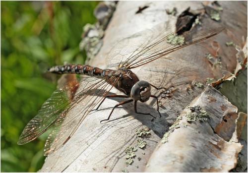 Réf. 168 988 : Aeshna caerulea