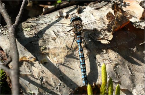 Réf. 168 752 : Aeshna caerulea