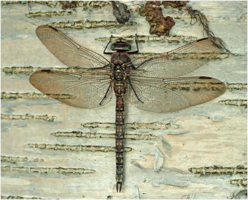 Réf. 168 985 : Aeshna caerulea