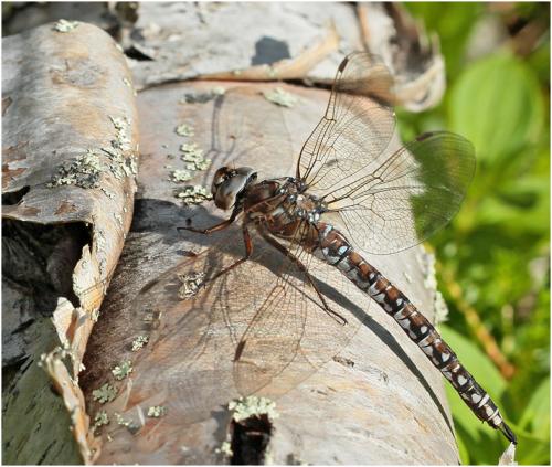 Réf. 168 987 : Aeshna caerulea