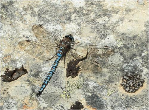 Réf. 168 750 : Aeshna caerulea