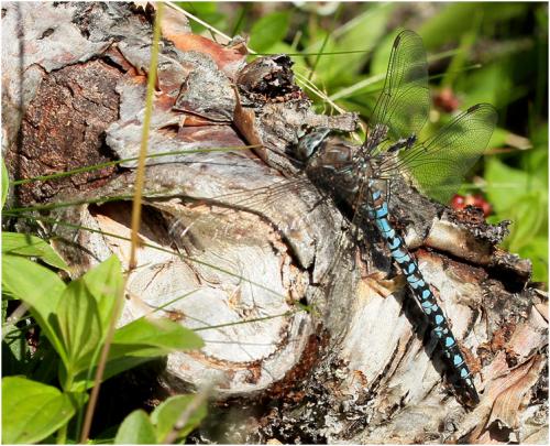 Réf. 168 751 : Aeshna caerulea
