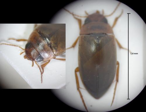 Liopterus haemorrhoidalis