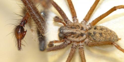 Eratigena atrica