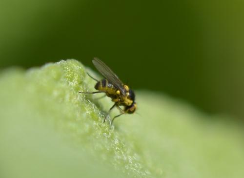 Liriomyza sp.