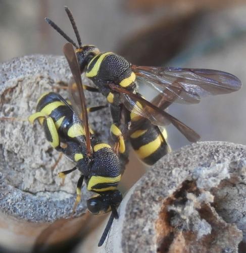 Réf. 168 743 : Leucospis dorsigera