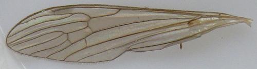 Austrolimnophila ochracea