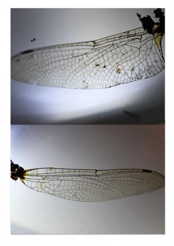 Cordulia aenea