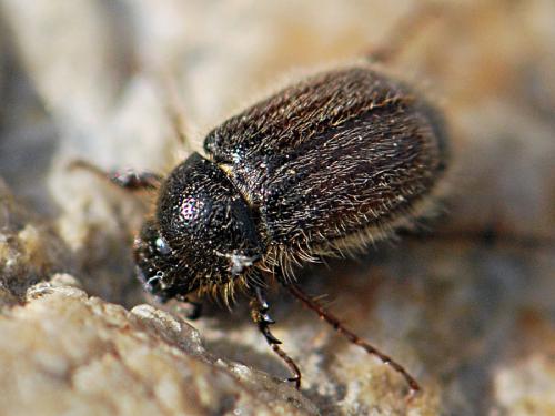 Hymenoplia chevrolati