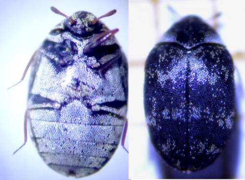 Anthrenus fuscus