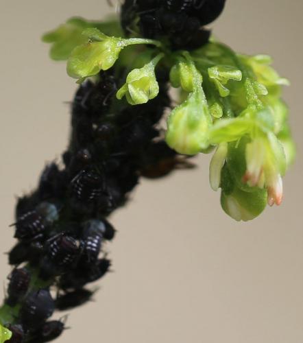 Aphis sp.