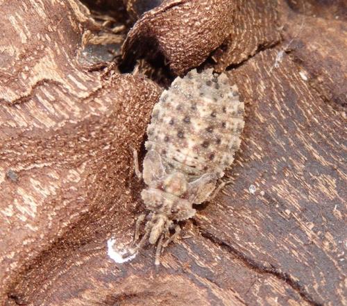 Réf. 168 965 : Aradus sp.