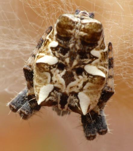 Cyrtophora citricola