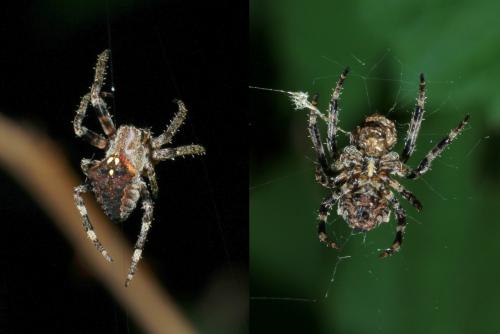 Réf. 168 526 : Araneus angulatus