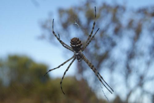 Réf. 168 114 : Argiope lobata