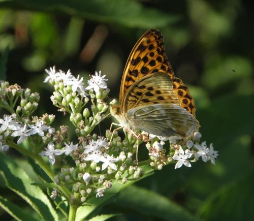 Argynnis paphia