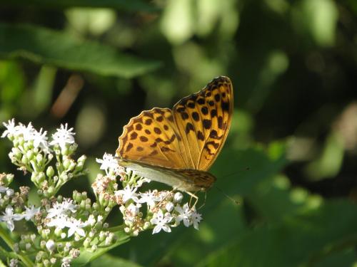 Argynnis paphia