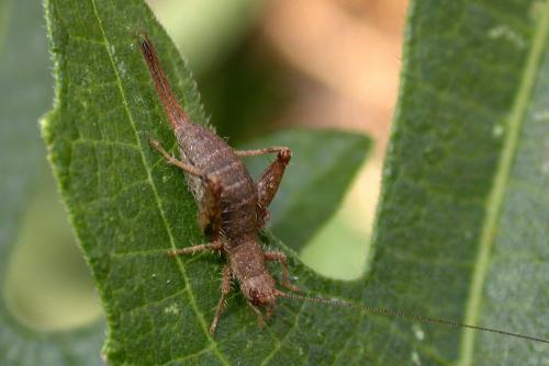Arachnocephalus vestitus