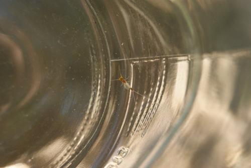 Baetis sp.