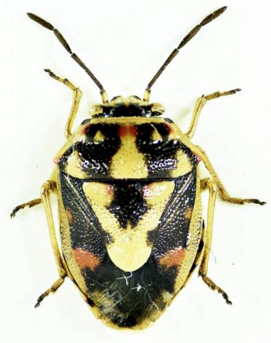 Bagrada abeillei