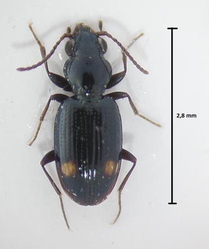 Réf. 168 154 : Bembidion azurescens