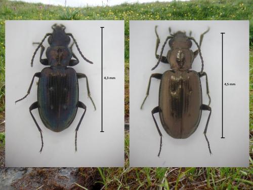 Réf. 168 141 : Bembidion bipunctatum