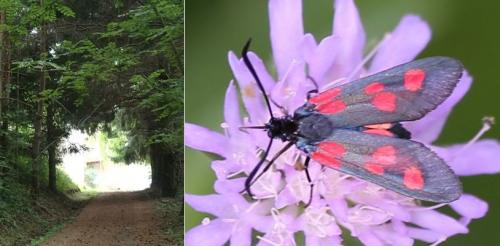 Zygaena lonicerae