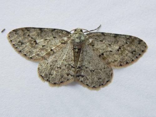 Ectropis crepuscularia