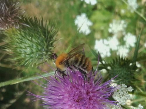 Bombus sp.