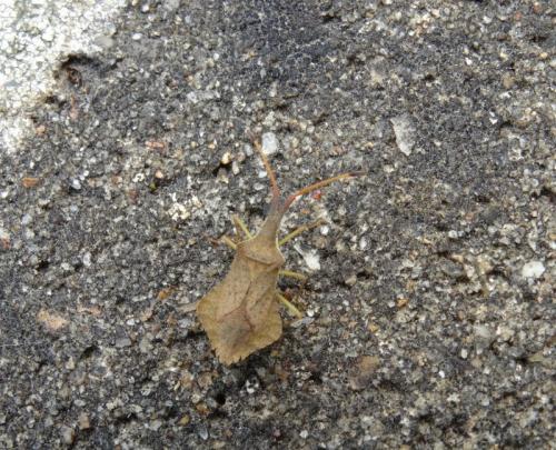 Réf. 168 882 : Syromastus rhombeus