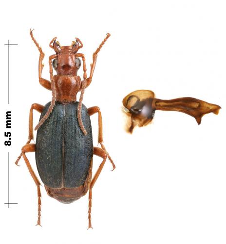 Brachinus ganglbaueri