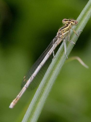 Platycnemis sp.