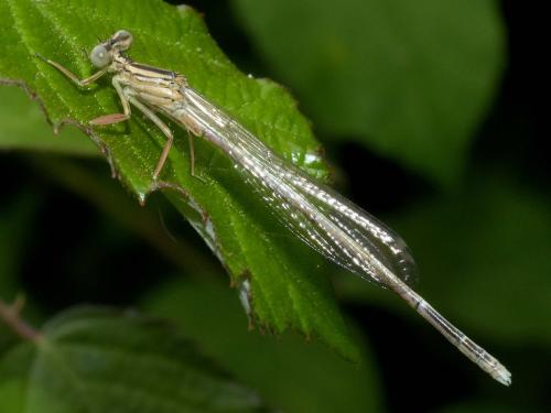 Platycnemis latipes