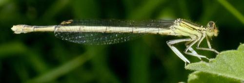 Platycnemis latipes
