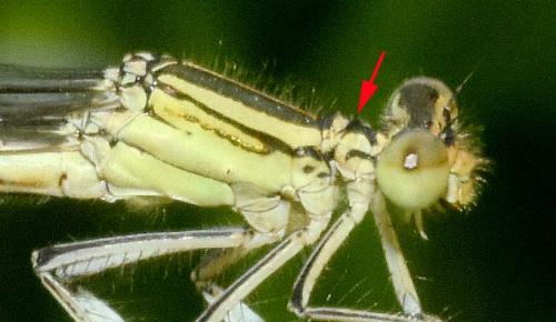 Platycnemis latipes
