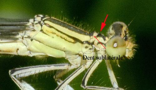 Platycnemis latipes