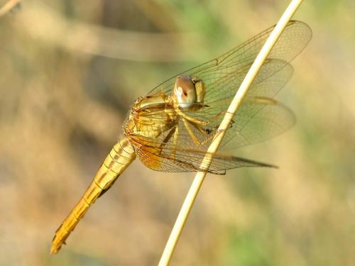 Réf. 168 636 : Crocothemis erythraea