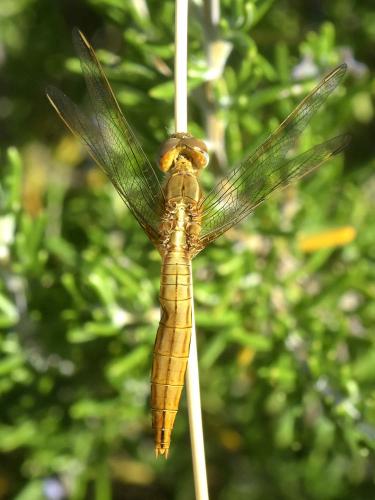 Réf. 168 637 : Crocothemis erythraea