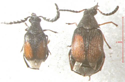 Bruchidius biguttatus