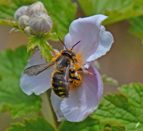 Anthidium septemspinosum
