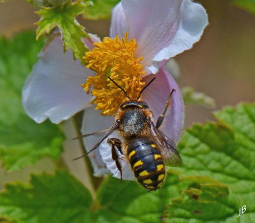 Anthidium septemspinosum