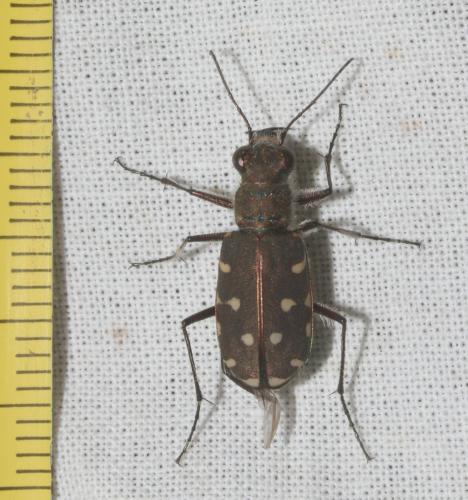 Calomera littoralis
