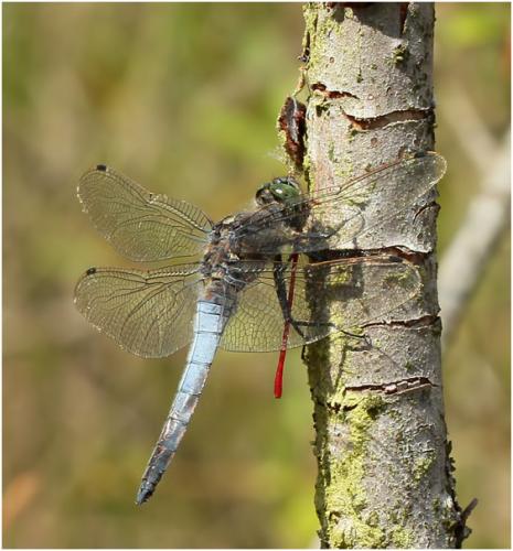 Orthetrum cancellatum
